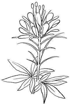 咲き誇るクレオメの花の手描きの線画イラスト(透過PNG)