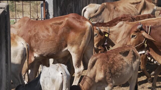 Close-Up of Indian Cattle Exiting Traditional Gaushala in Rural Chhattisgarh, India