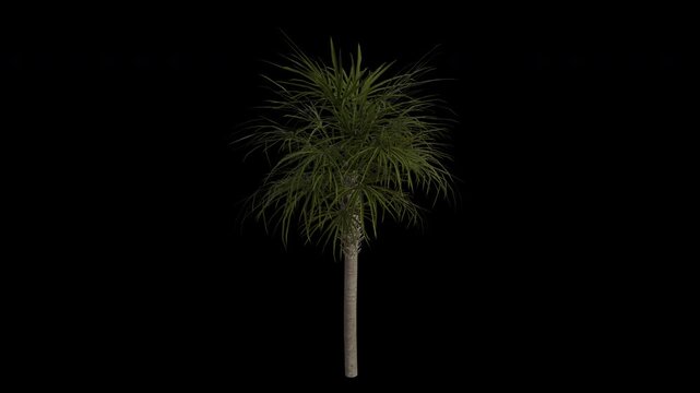 Cabbage Palm Tree Swaying in Wind Loop Animation with Alpha Channel. Wind Blows The Sabal Palm Tree. Sabal Palmetto Tree Leaves Swaying. Animated Tree Branches Moving in Breeze. Transparent BG. Loop 