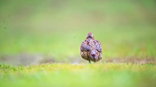 Beautifully patterned wild partridge bird walking and foraging on vibrant green grass in its natural habitat