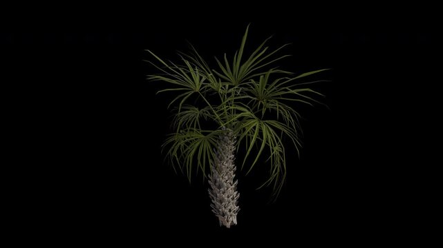 Cabbage Palm Tree Swaying in Wind Loop Animation with Alpha Channel. Wind Blows The Sabal Palm Tree. Sabal Palmetto Tree Leaves Swaying. Animated Tree Branches Moving in Breeze. Transparent BG. Loop 