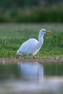 Bli Bli Queensland, Australia - June 21, 2026: A great egret sits low among lush wetland vegetation at the edge of calm water.