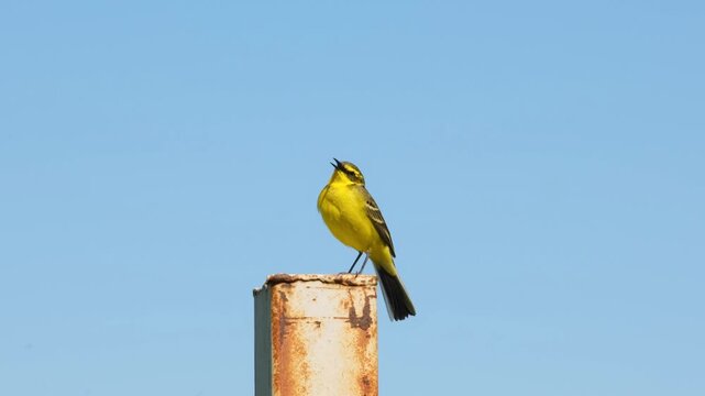 A yellow wagtail perched on a rusty metal pole against a clear blue sky.