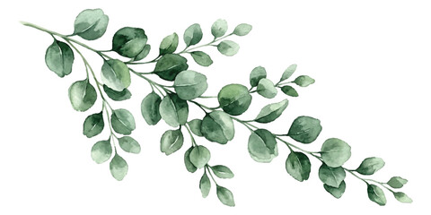 Watercolor eucalyptus branch with green leaves painted in a soft artistic style ©  creative  marlia