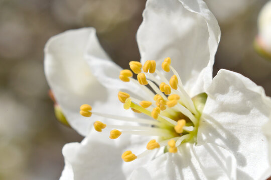 Macro shot of a cherry plum (prunus ceras&iacute;fera) flower	