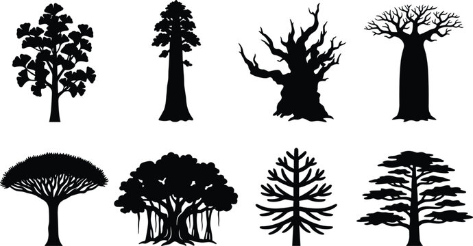 Tree silhouettes collection featuring black vector shapes of ginkgo baobab sequoia banyan and dragon blood tree