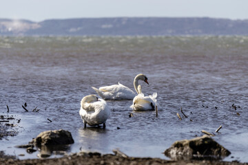Fototapeta premium Cygnes dans une zone humide en Camargue