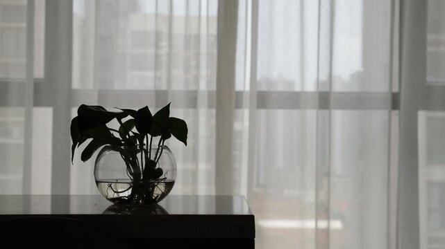 A serene and atmospheric interior with silhouette of a pothos houseplant growing in a glass vase backlit by soft natural light filtering through sheer white curtains gently swaying in a light breeze.