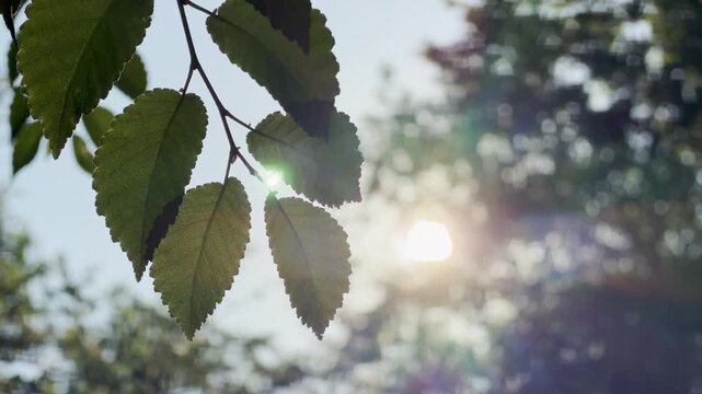 Green leaves hang softly under a bright, sunlit sky. This serene view inspires deep peace and joyful hope. The warm summer sun creates a beautiful bokeh background.