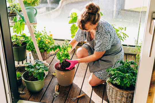 Woman repotting a plant in a container garden on a sunny apartment balcony. Gardening hobby, plant care, urban farming and sustainable lifestyle concept