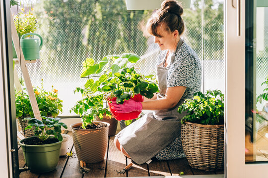 Happy woman holding a thriving strawberry plant in a container garden on a sunny balcony. Homegrown food, urban gardening, sustainable lifestyle and healthy living concept