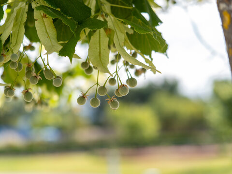 Green linden tree (Tilia) fruits hanging from a branch with a soft blurred background.
