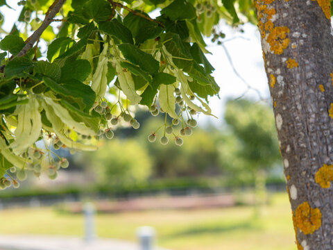 Green linden tree (Tilia) fruits hanging from a branch with a soft blurred background.