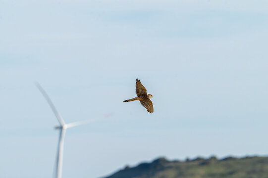 Lesser kestrel (Falco naumanni) flying with a blurred wind turbine in the background.