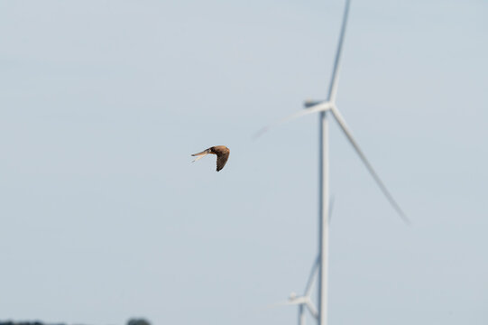 Lesser kestrel (Falco naumanni) flying with a blurred wind turbine in the background.