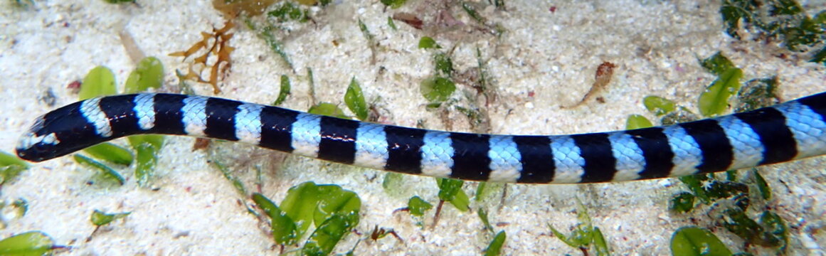 Philippines sea life