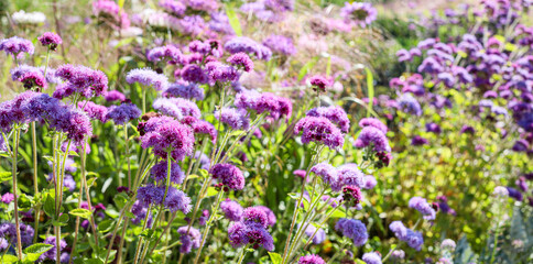 Fototapeta premium A field of vibrant purple flowers blooms under bright sunlight, surrounded by lush green foliage in a beautiful garden setting