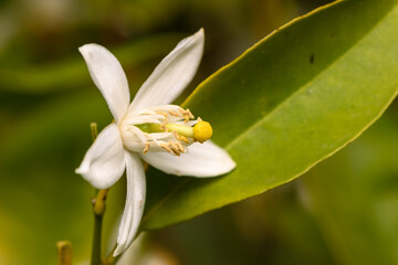 Fototapeta premium Delicate white flower blossoms amidst lush green leaves in tranquil nature