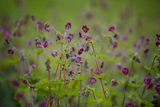 Geranium phaeum Samobor. Dusky Cranesbill. Purple and red flowers and buds against a green background. Clump-forming of Black widow or Geranium phaeum Raven with dark purple flowers on tall stems