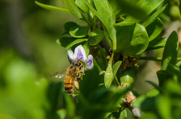 Buzzing bee gathers nectar from vibrant flower in a sunlit garden © Михаил Шорохов