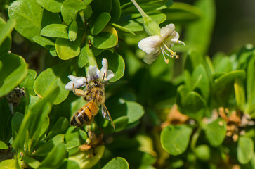Honeybee gathers nectar as delicate blooms open under warm sunlight in a lush garden © Михаил Шорохов
