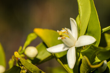 Fototapeta premium Delicate white flower blooms vibrantly amid lush green leaves in a sunlit garden
