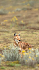 Obraz premium Endangered Ethiopian wolf in Bale Mountains highlands