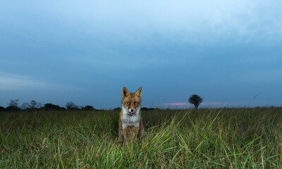 Obraz premium Red fox licking its nose in green meadow grass at sunset