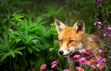 Obraz premium Portrait of cute red fox peeking through vibrant pink wildflowers in summer meadow