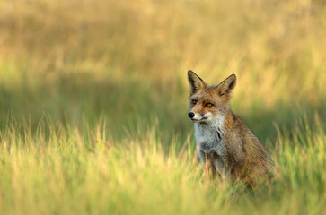 Obraz premium Red fox sitting in green meadow grass