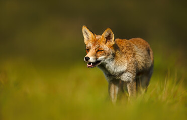 Obraz premium Red fox standing in green meadow grass
