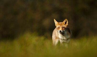 Obraz premium Red fox standing in green meadow grass