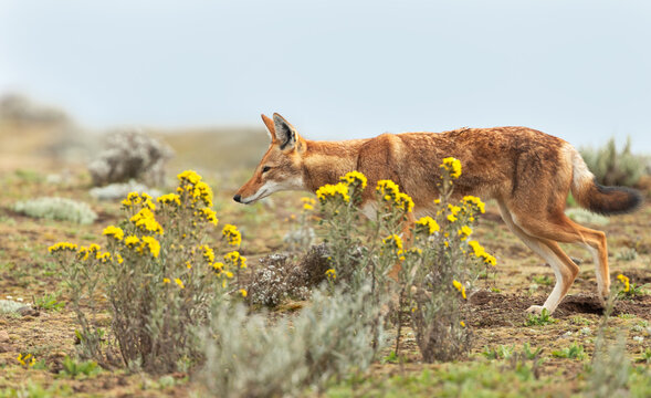 Endangered Ethiopian wolf in Bale Mountains highlands