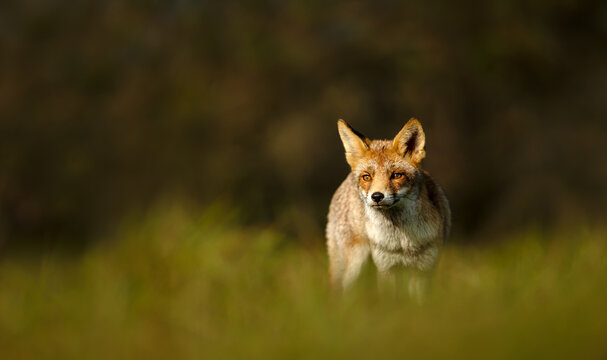 Red fox standing in green meadow grass