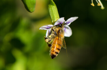 Buzzing around a vibrant flower on a sunny day in a lush garden © Михаил Шорохов