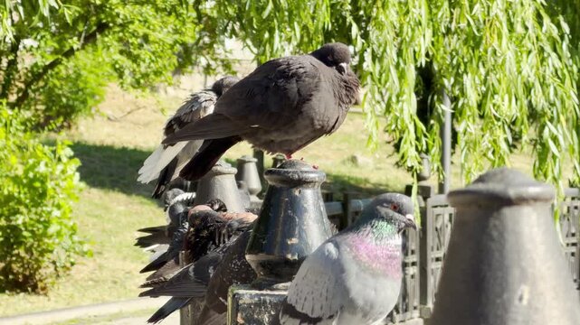 A group of pigeons rests peacefully on a metal railing along a river in Simferopol, Crimea. The tranquil scene under the weeping willows creates a feeling of calm and natural harmony.