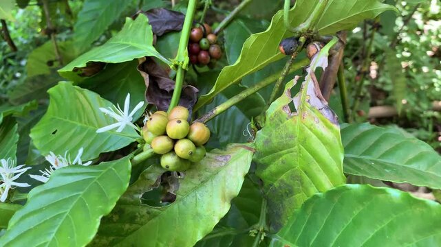 green apples on a tree