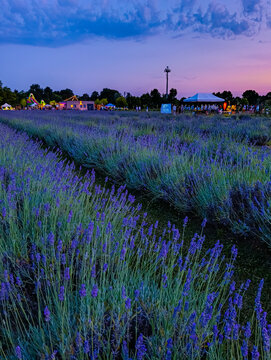 Evening view at sunset over the lavender plantation in Camposampiero, Padua.
