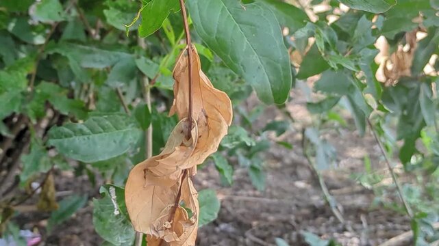 Dry brown leaf hanging from a branch surrounded by green foliage