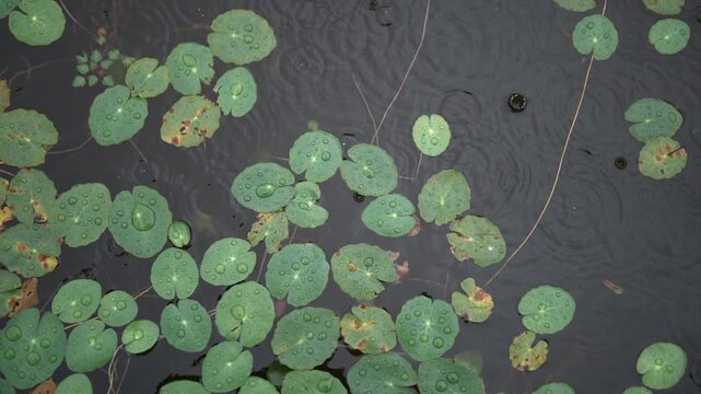 Cinematic horizontal top down view of numerous green lotus leaves floating on a dark pond surface with glistening raindrops and gentle ripples in the rain - 비 내리는 날 어두운 연못 수면 위로 굵은 빗방울이 떨어지며 잔잔한 동심원