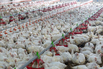 Large flock of white broiler chickens raised inside a modern commercial poultry house equipped with automated feeding and drinking systems. Intensive poultry farming operation designed for efficient l © tarfullhd