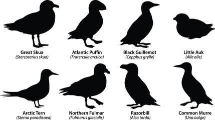 Arctic and Atlantic seabird silhouettes set including puffin guillemot skua tern razorbill and murre isolated on white background © MdAlamgir