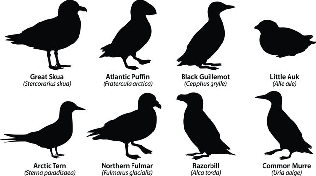 Arctic and Atlantic seabird silhouettes set including puffin guillemot skua tern razorbill and murre isolated on white background