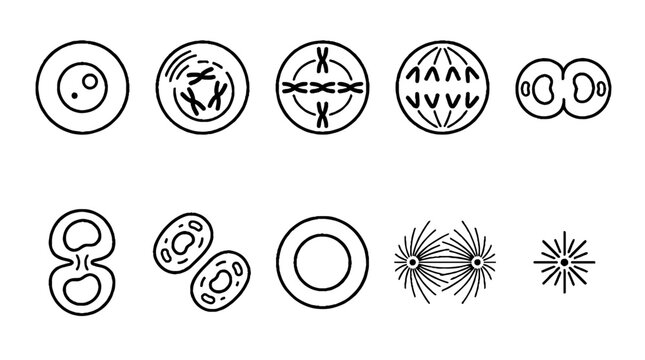 Scientific Diagram of Cell Division Mitosis and Meiosis Stages in Line Art Style.