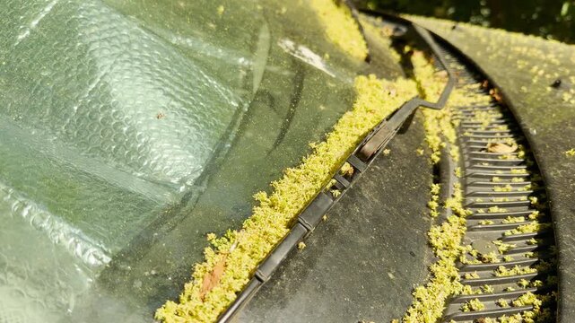 A car windshield wiper sits covered in thick yellow pollen and tree seeds. This messy scene captures the frustration of spring allergies. It evokes a sense of seasonal neglect on the dusty vehicle.