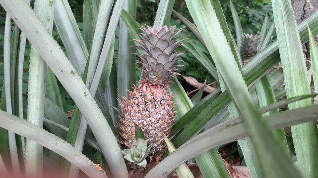 pineapple in the garden