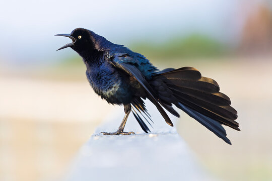Great-tailed grackle (Quiscalus mexicanus) perched and singing.