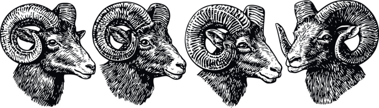engraved ram head collection wild mountain sheep animal wildlife detailed line art illustration