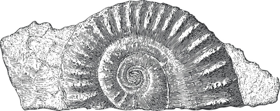 engraving ammonite fossil with spiral shell embedded in rock vintage illustration