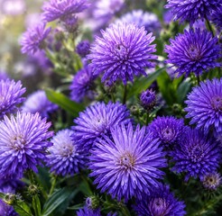 Fototapeta premium Vibrant Purple Aster Flowers in Full Bloom with Soft Morning Sunlight and Bokeh Background Close Up